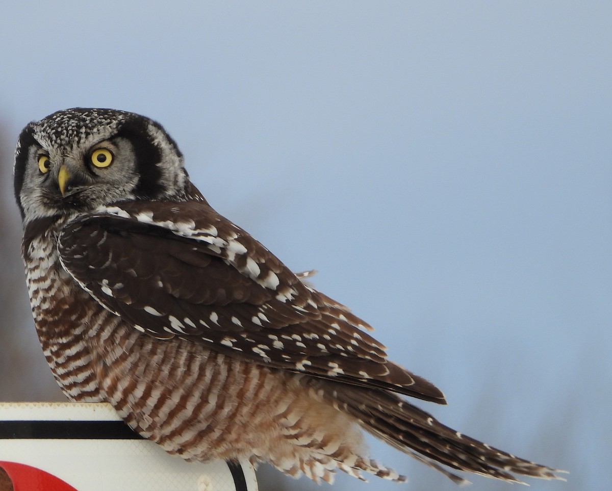 Сова яструбина - ML646923337