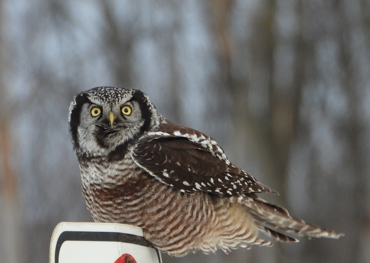 Сова яструбина - ML646923338