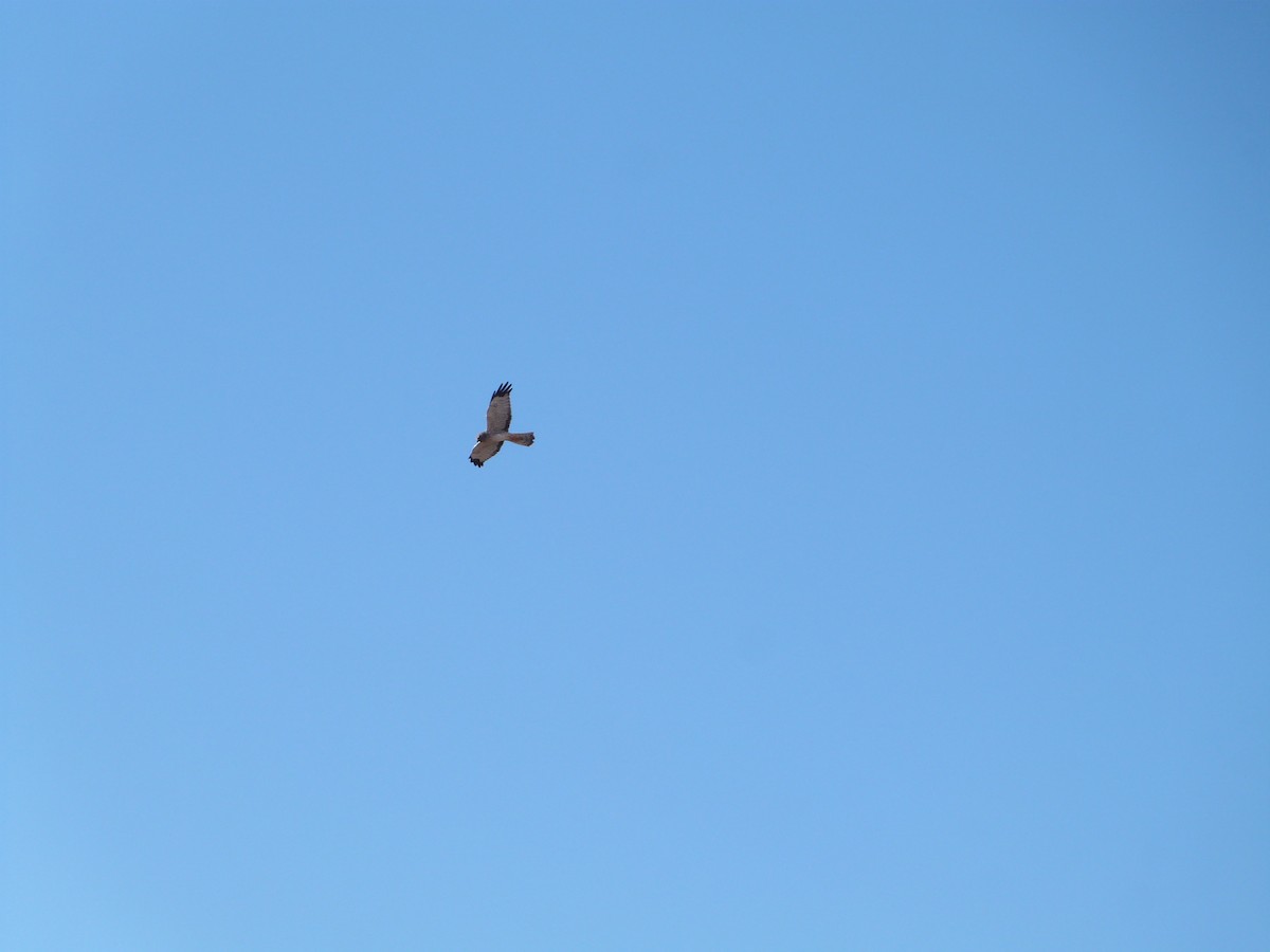 Northern Harrier - ML646923341