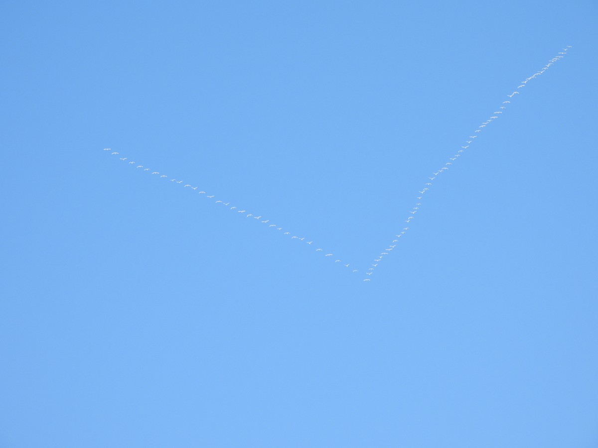 labuť malá - ML646923343