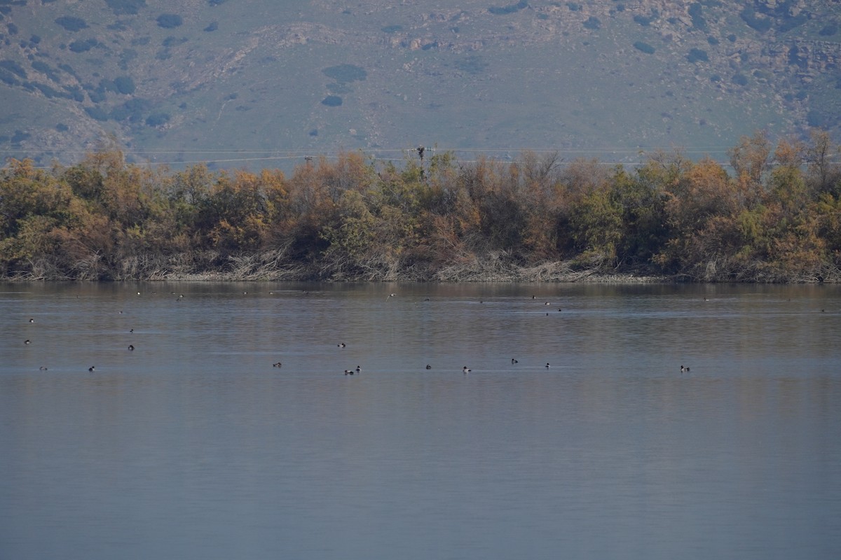 Common Pochard - ML646923346