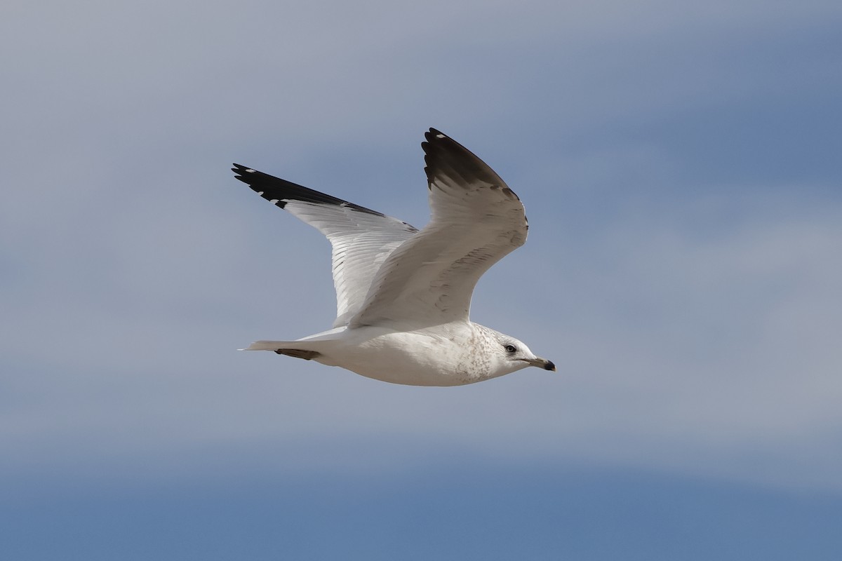 Ring-billed Gull - ML646923347