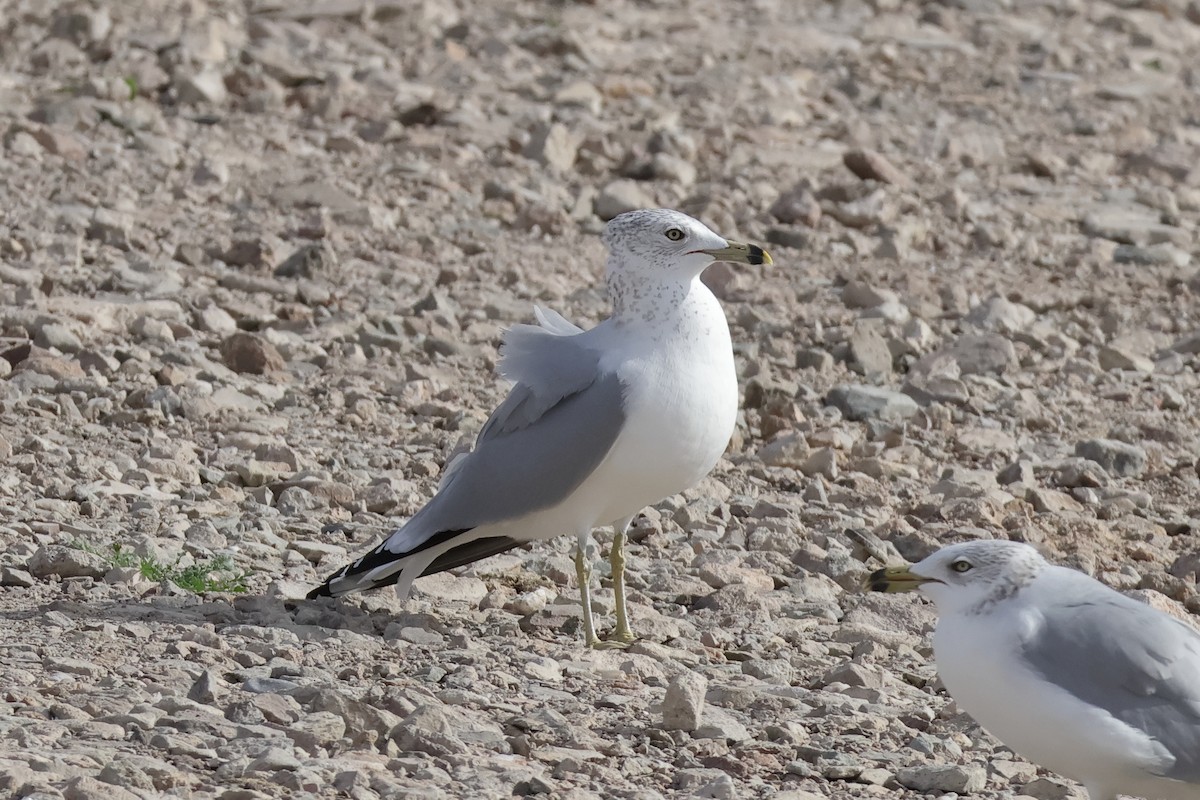 Ring-billed Gull - ML646923348