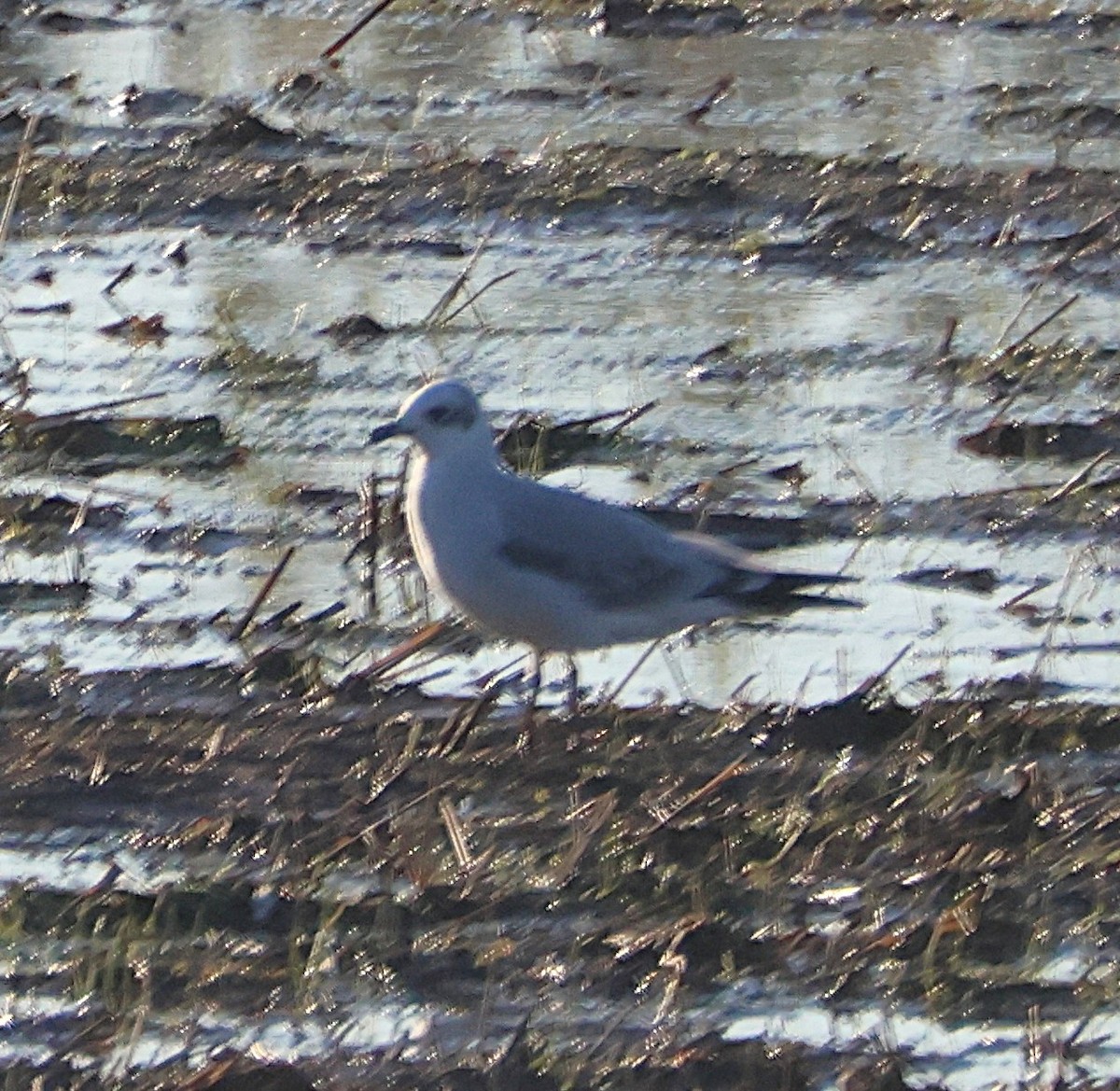 Mediterranean Gull - ML646923349