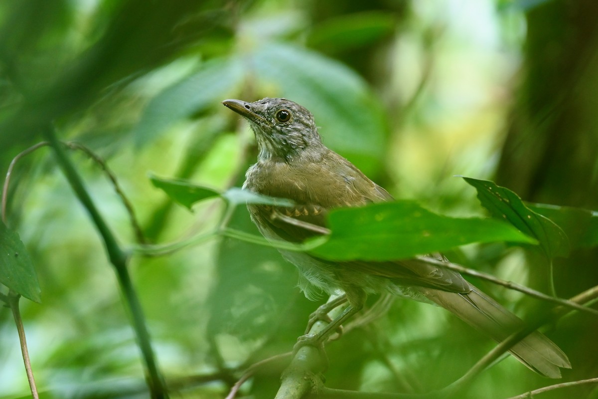 Дрізд світлогрудий - ML646923351