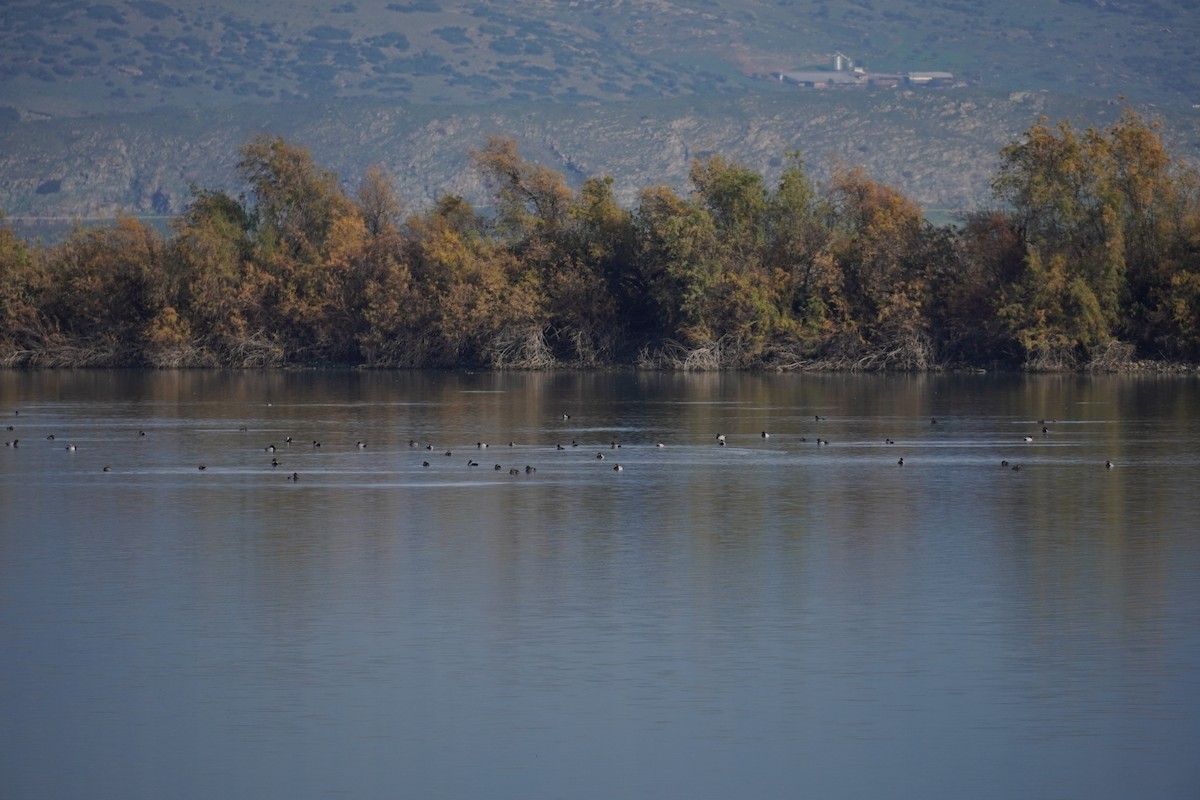 Common Pochard - ML646923353