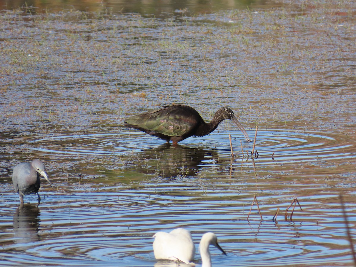 מגלן חום - ML646923354