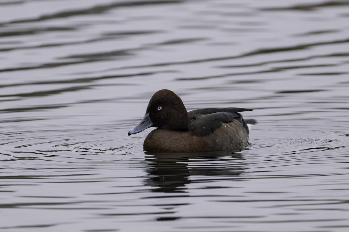 Ferruginous Duck - ML646923358