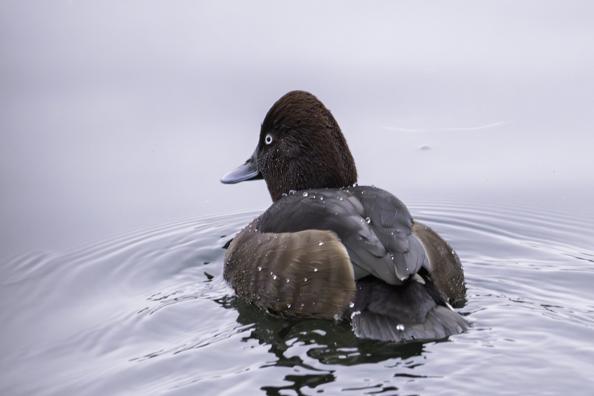 Ferruginous Duck - ML646923359