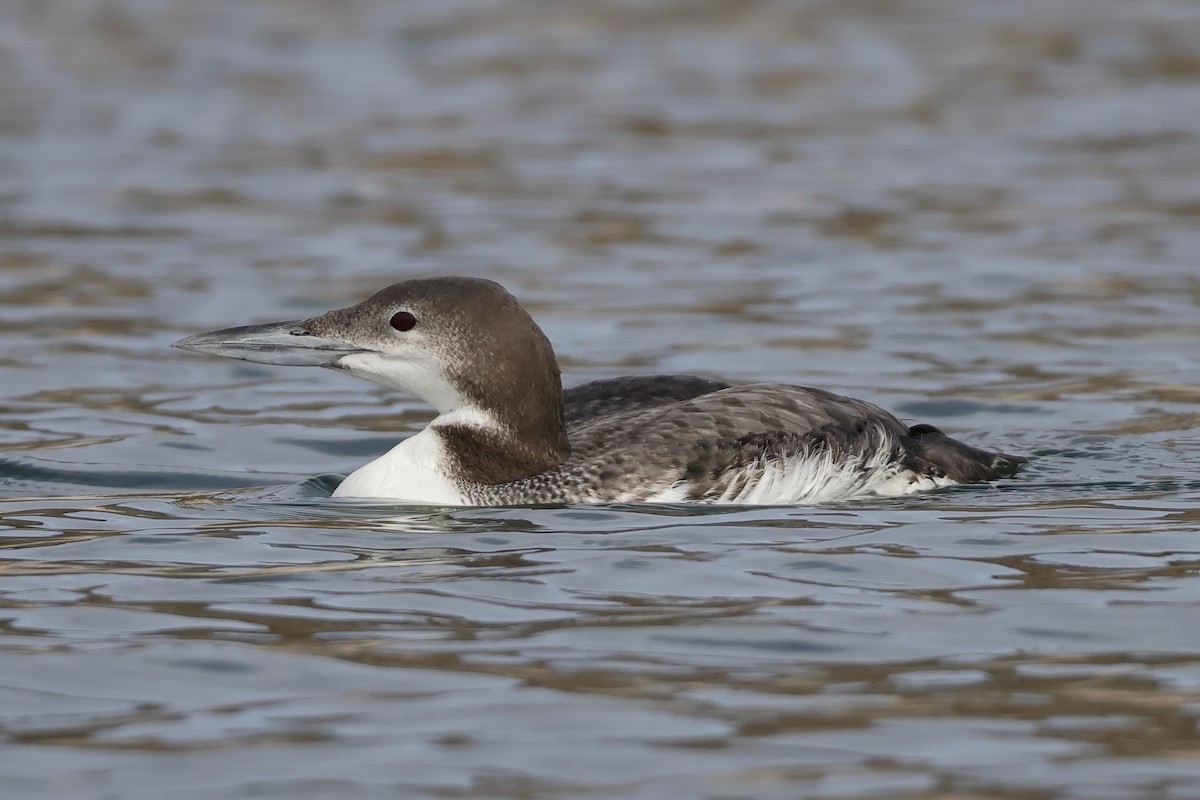 Common Loon - ML646923360