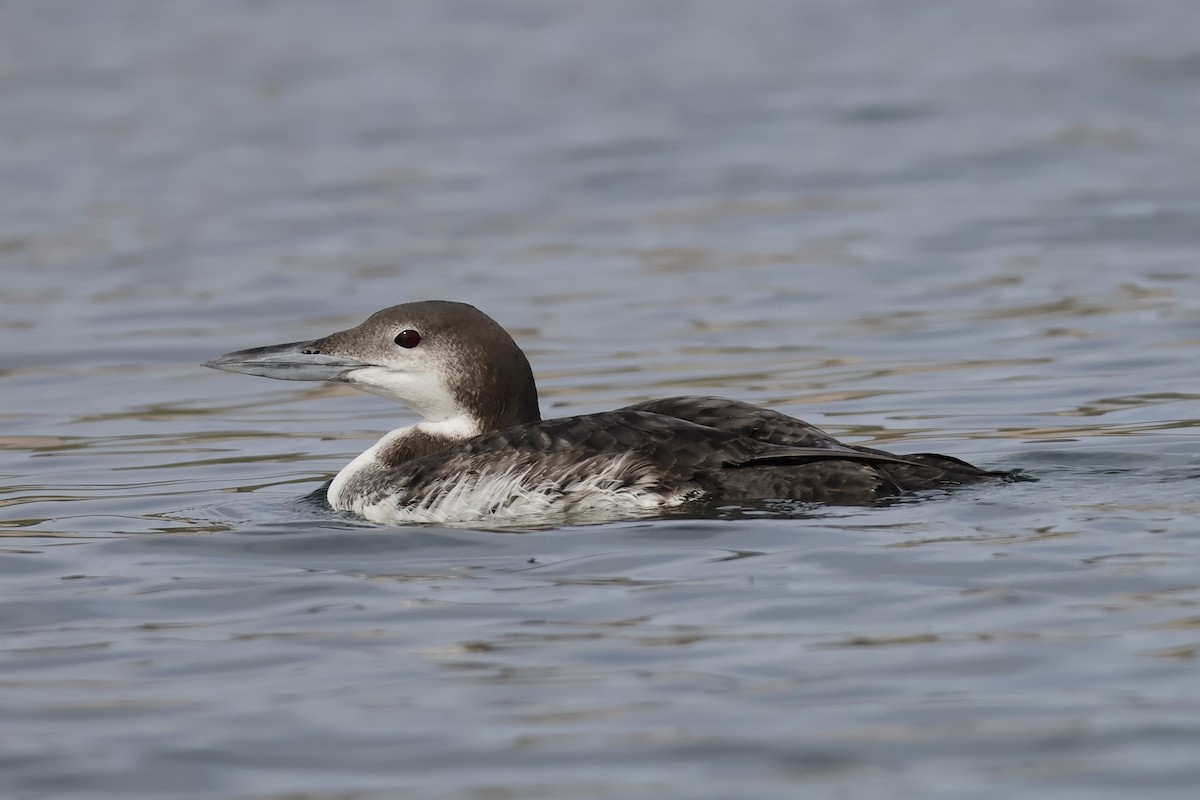 Common Loon - ML646923361