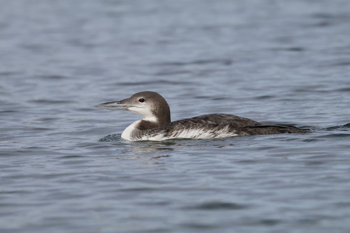 Common Loon - ML646923367