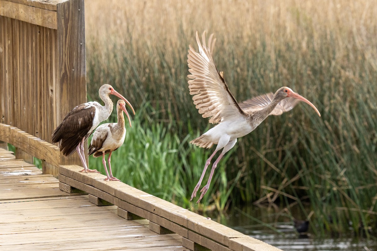 Белый ибис - ML646923373