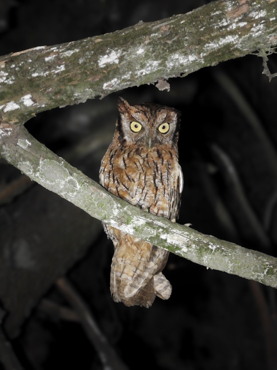 Petit-duc choliba - ML646923374