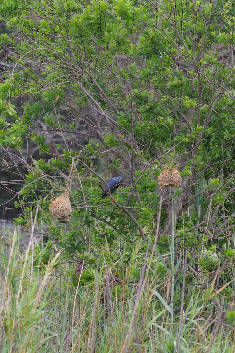 bukáček trpasličí - ML646923375