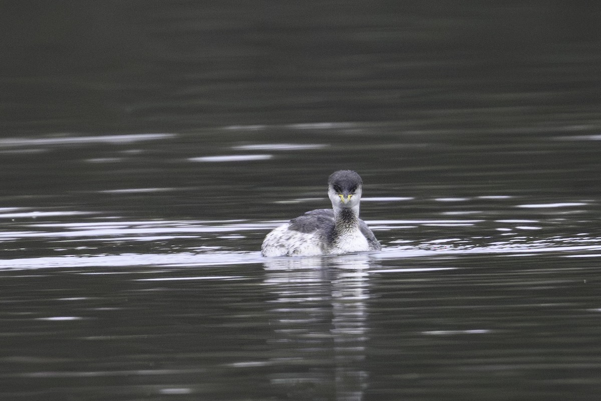 Red-necked Grebe - ML646923383