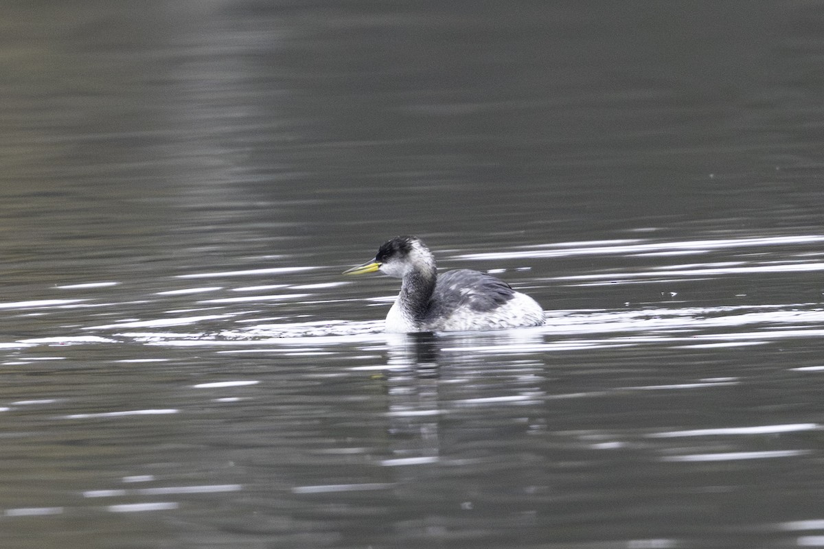 Red-necked Grebe - ML646923384
