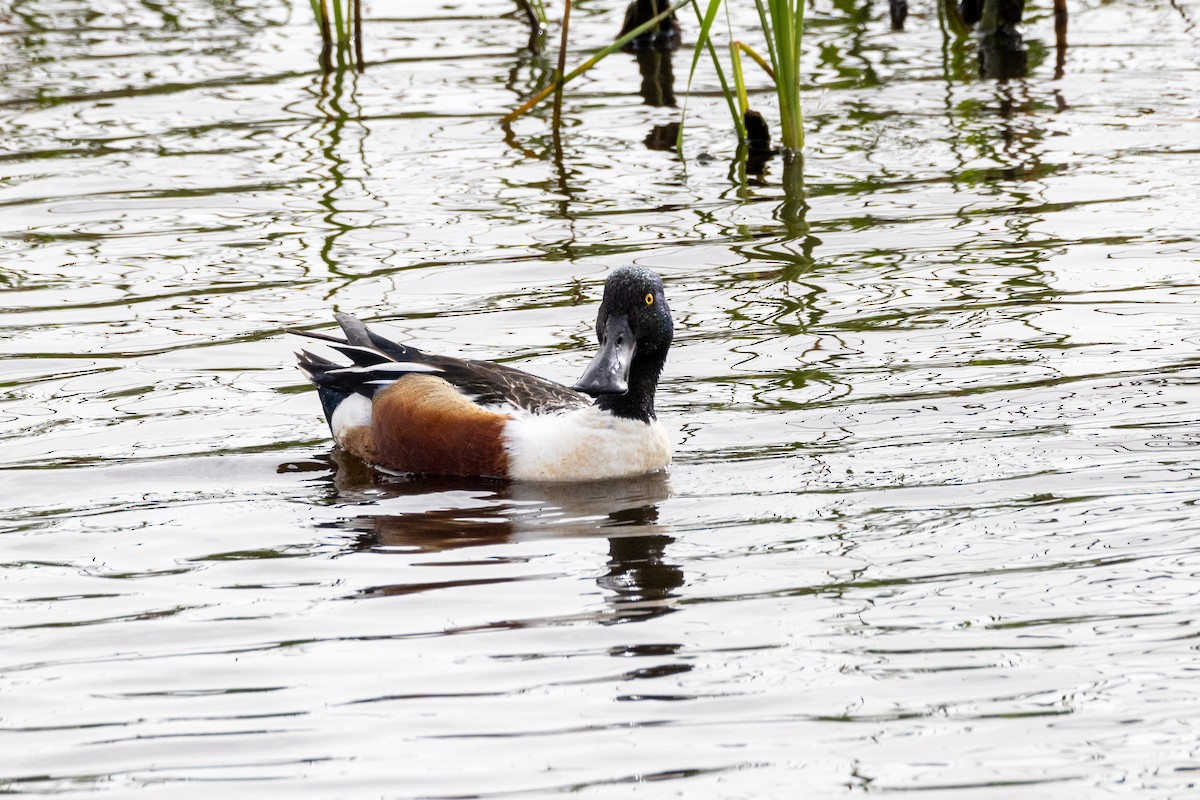 Широконоска - ML646923392