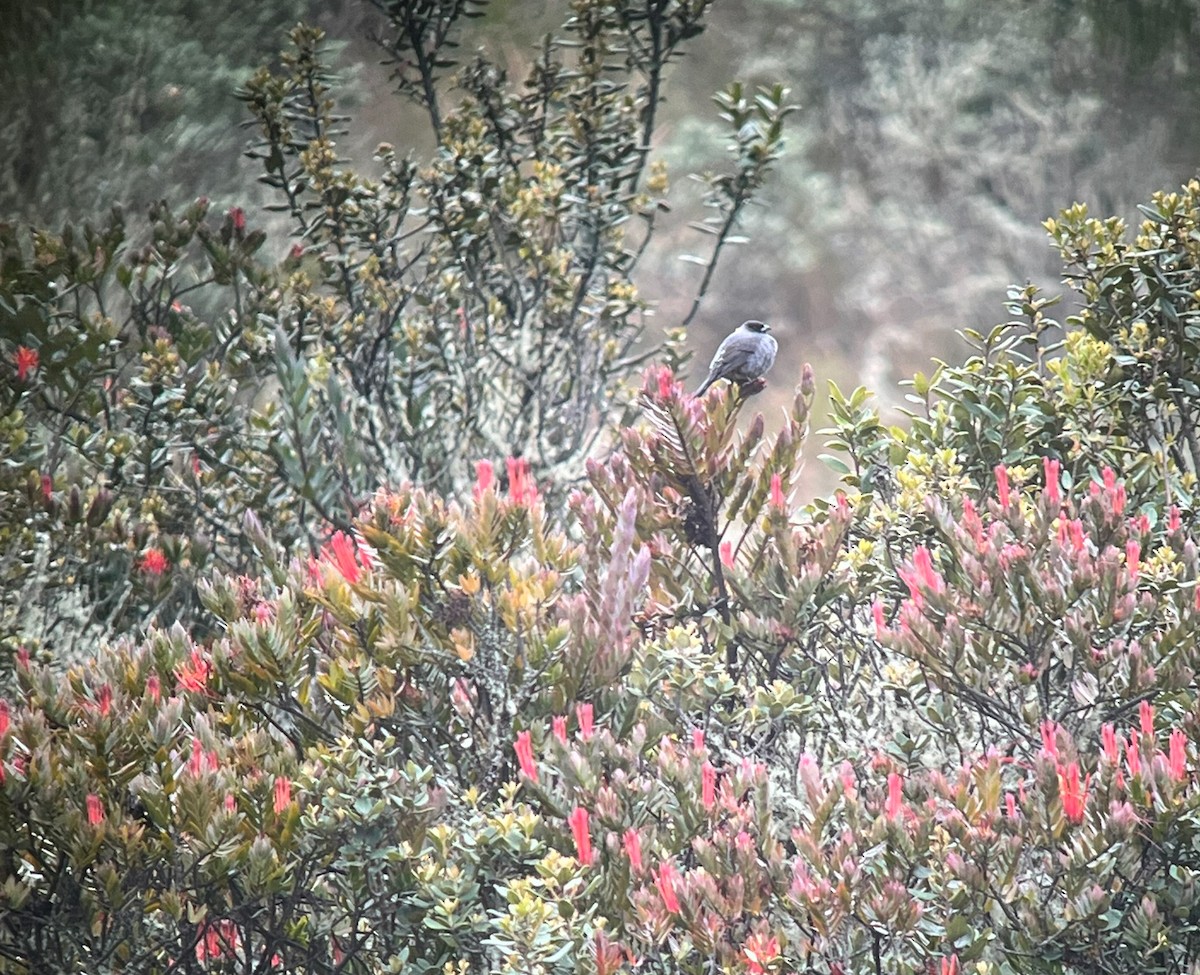 Плюшівник чорний - ML646923394