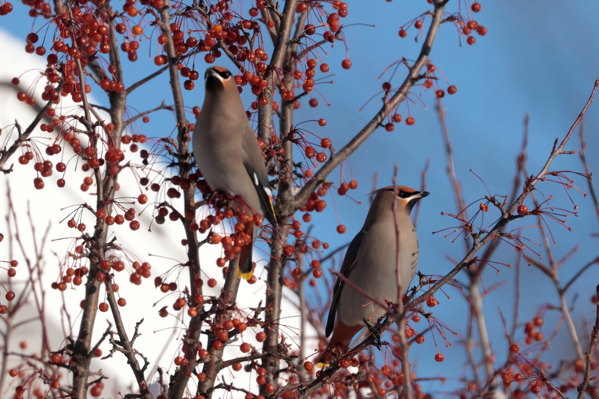 Ampelis Europeo - ML646923395