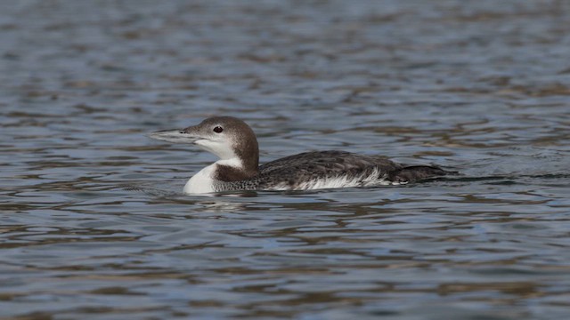 Common Loon - ML646923399