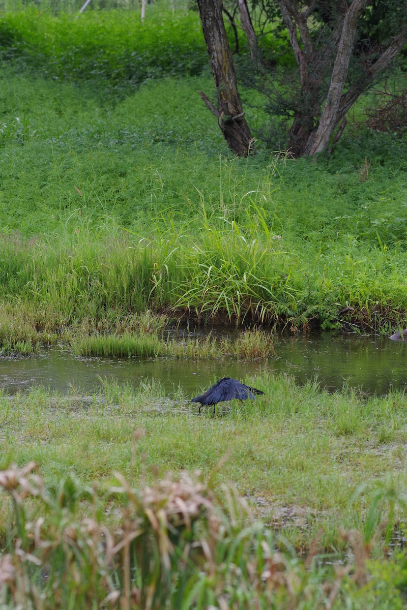 Black Heron - ML646923400