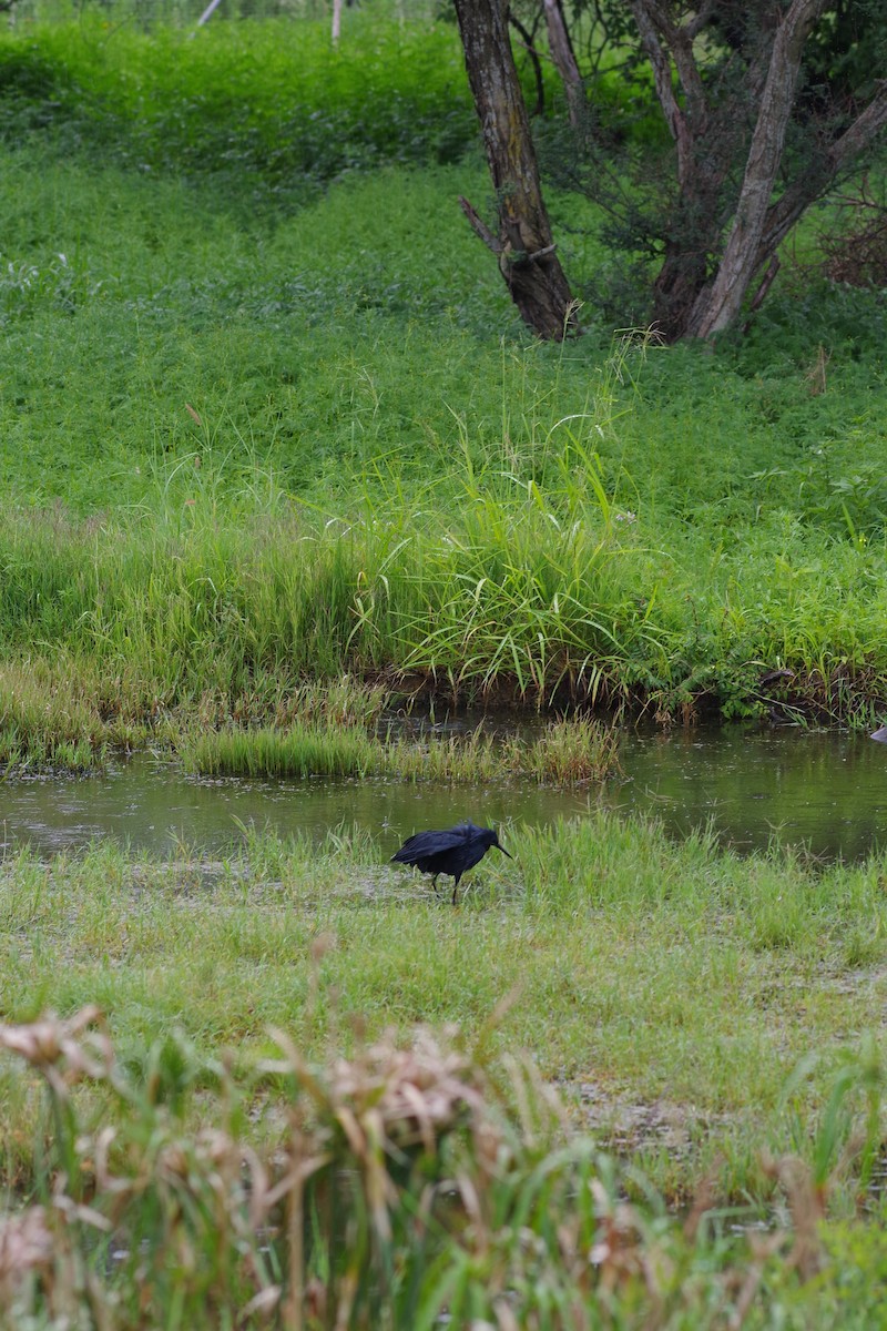 Black Heron - ML646923402