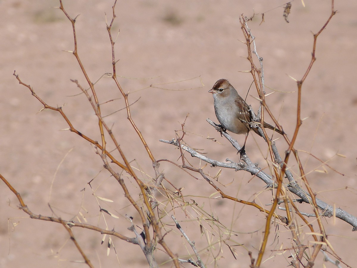 White-crowned Sparrow - ML646923403