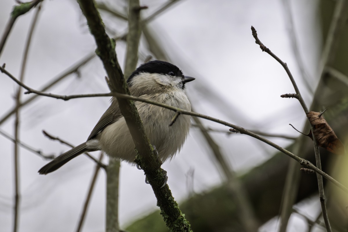 Mésange nonnette - ML646923404