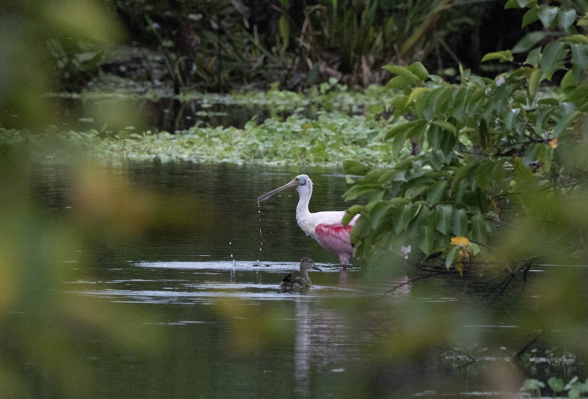 Roseate Spoonbill - ML646923405