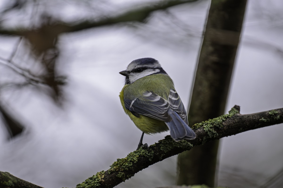 Eurasian Blue Tit - ML646923407