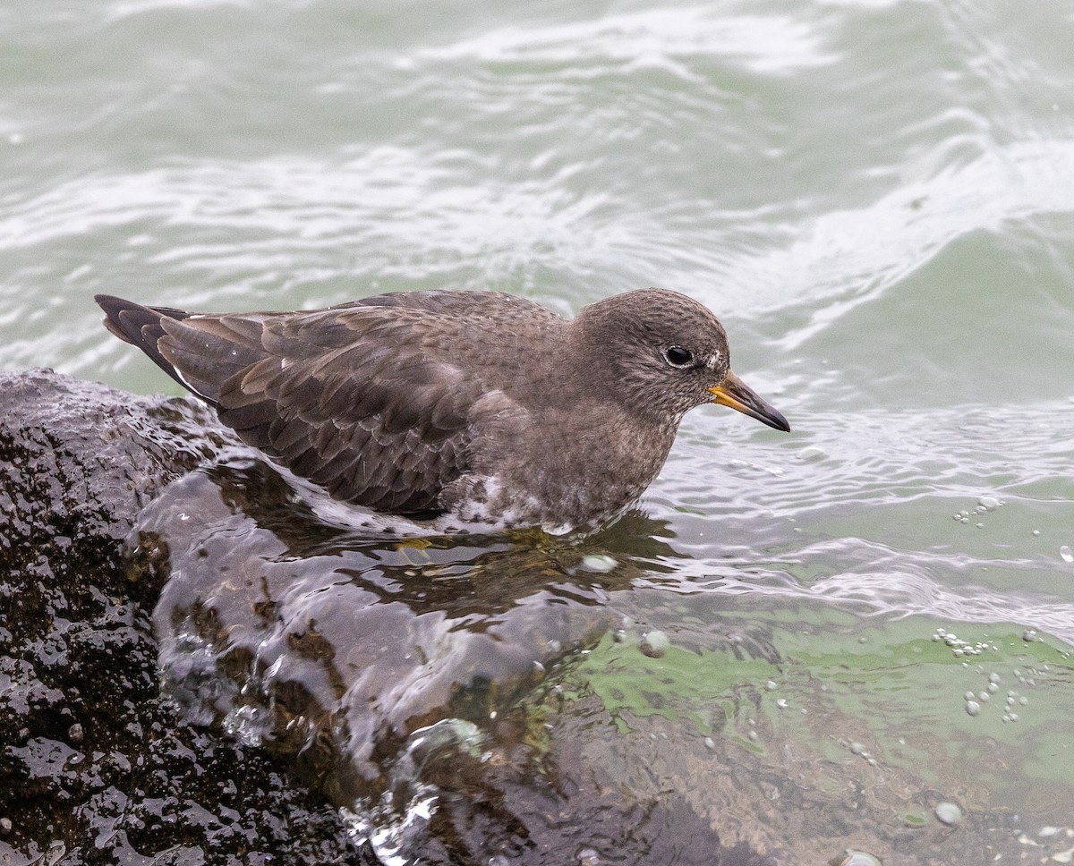 アライソシギ - ML646923411