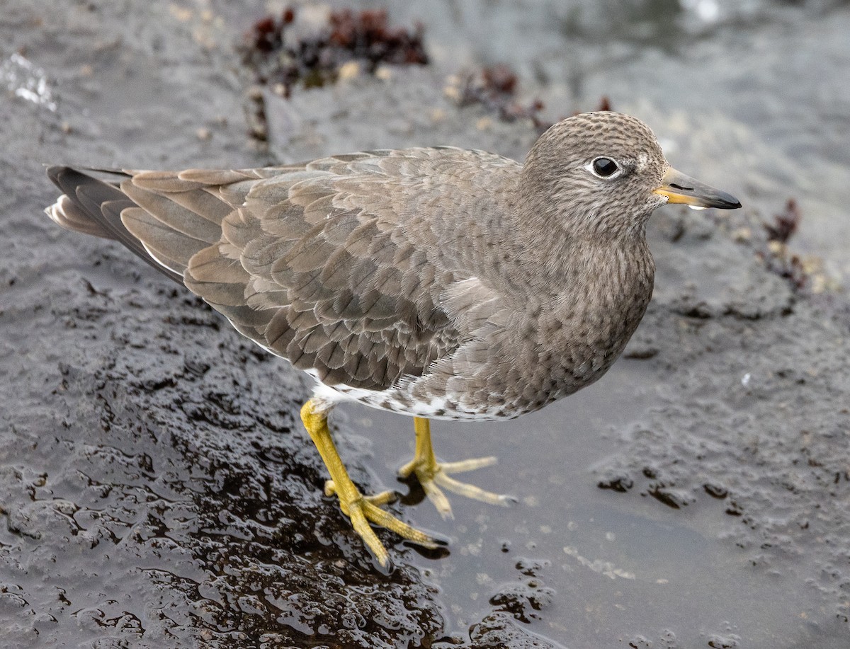 アライソシギ - ML646923412