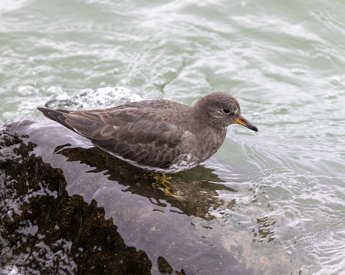 アライソシギ - ML646923413