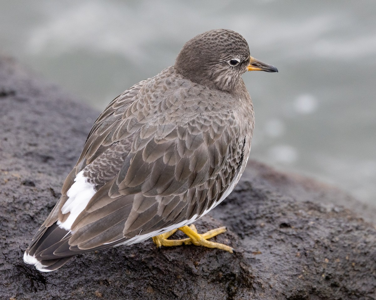 アライソシギ - ML646923414