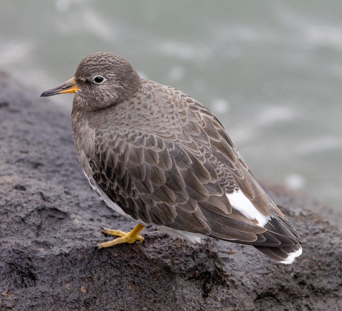 アライソシギ - ML646923415