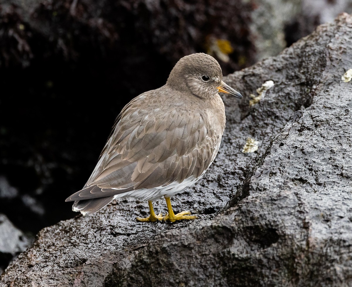 アライソシギ - ML646923417