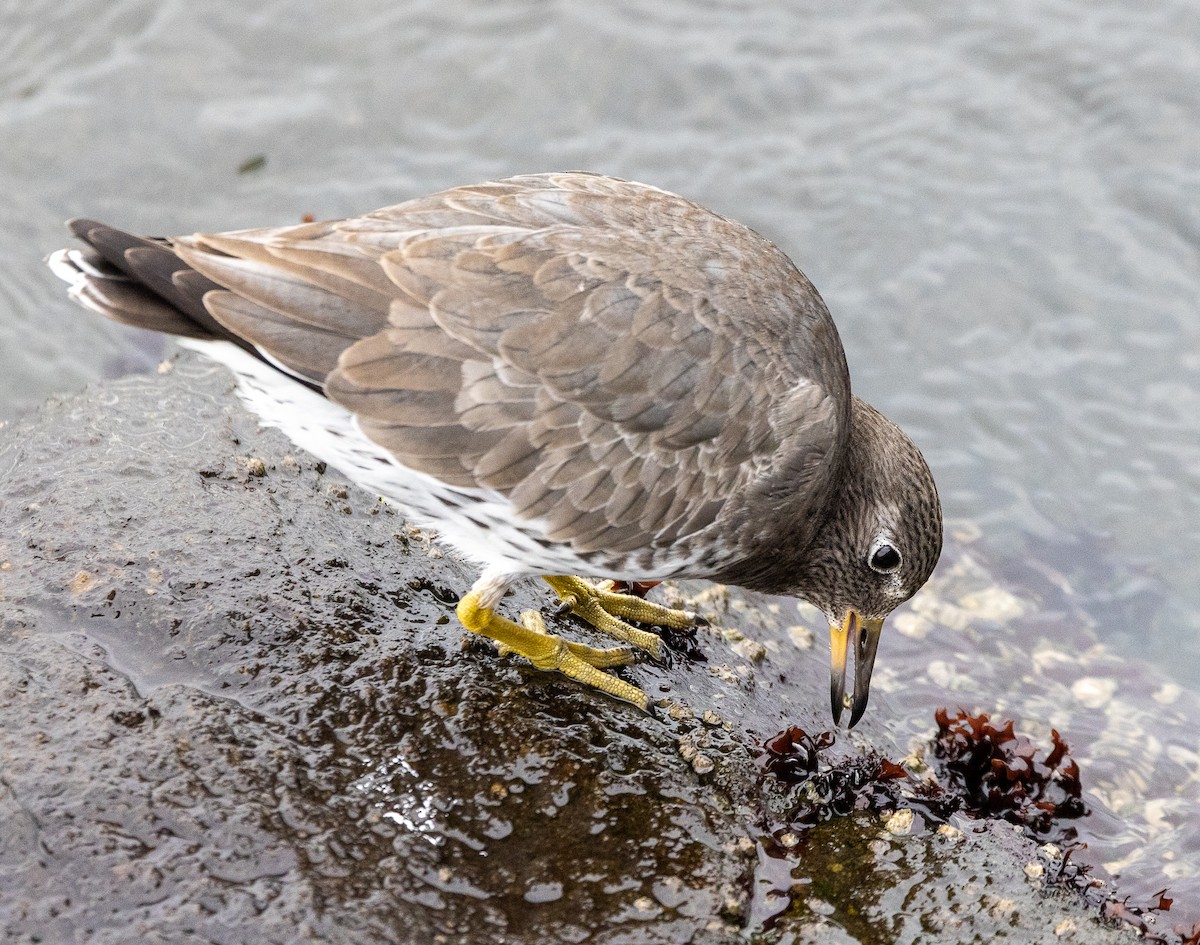 アライソシギ - ML646923418