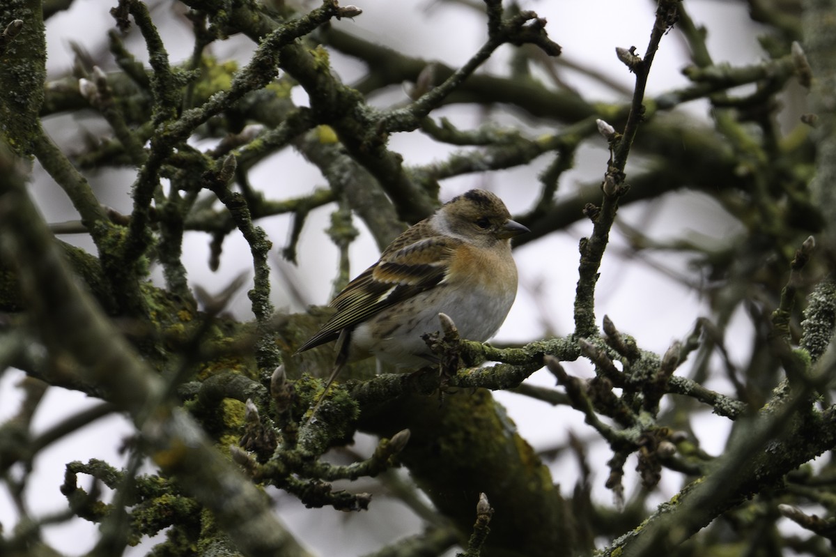 Brambling - ML646923423