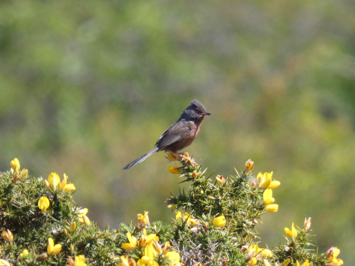 vinsanger - ML646923439