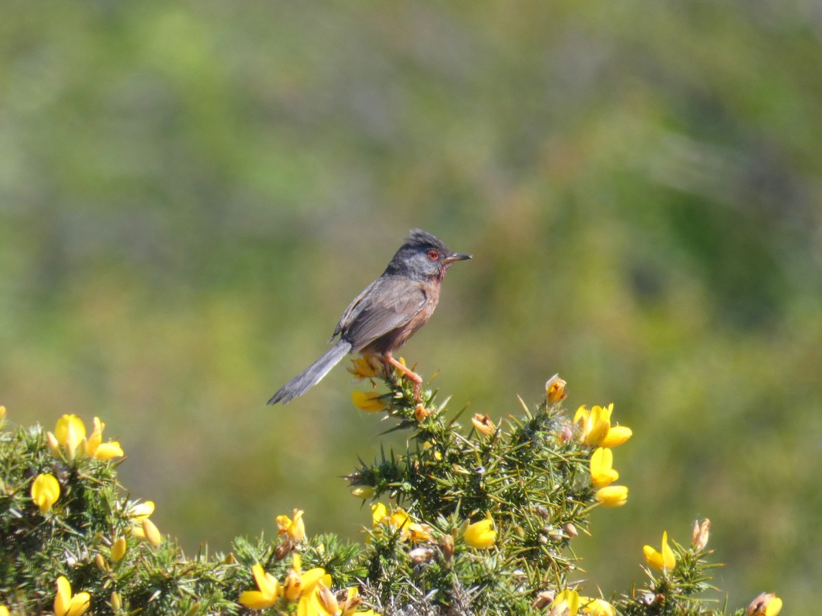 vinsanger - ML646923440