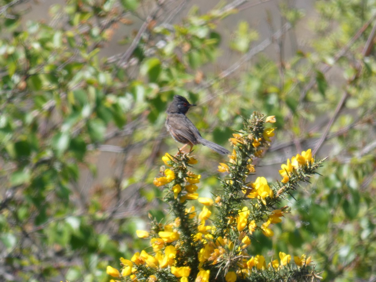 vinsanger - ML646923441