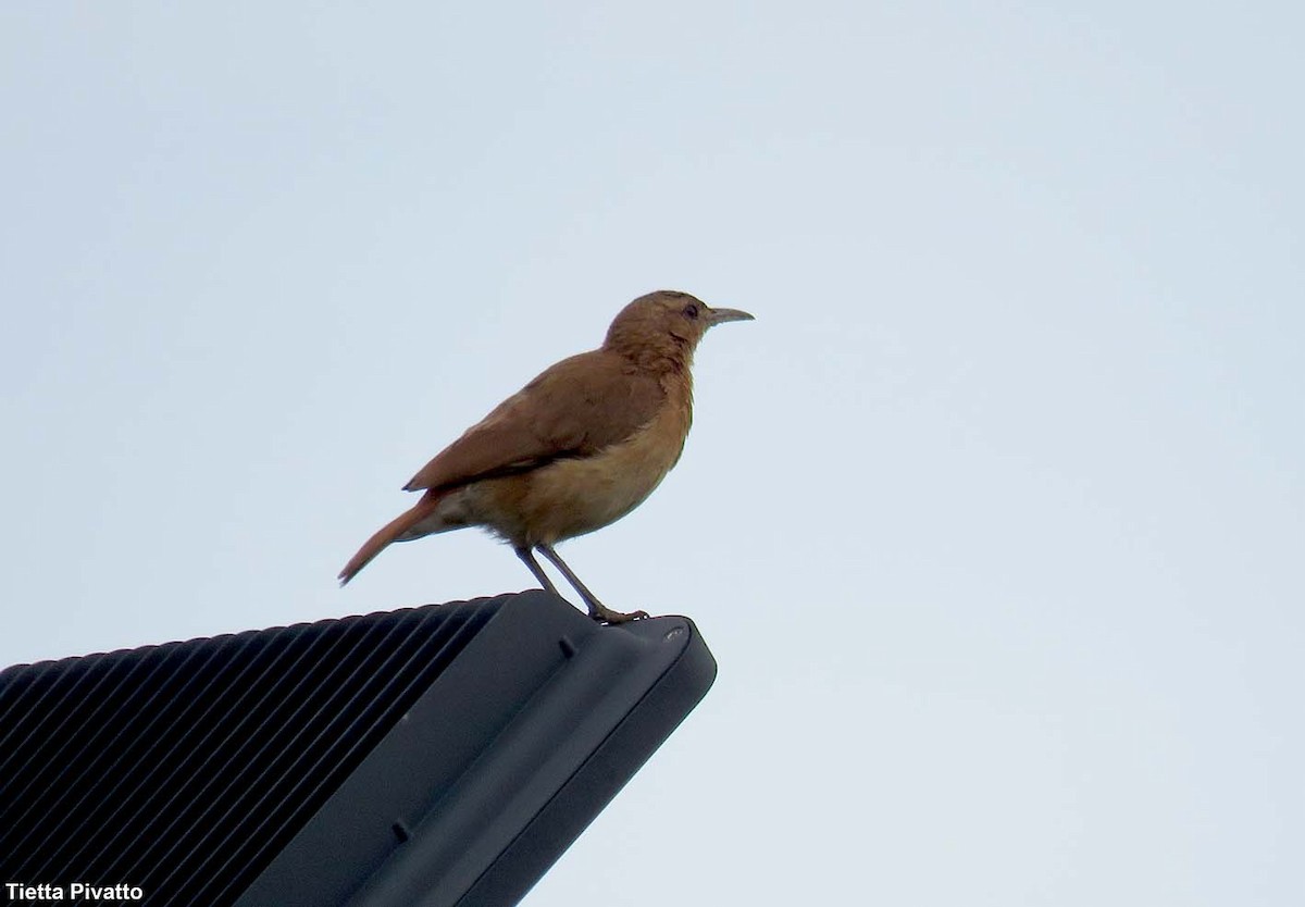 Rufous Hornero - ML646923443