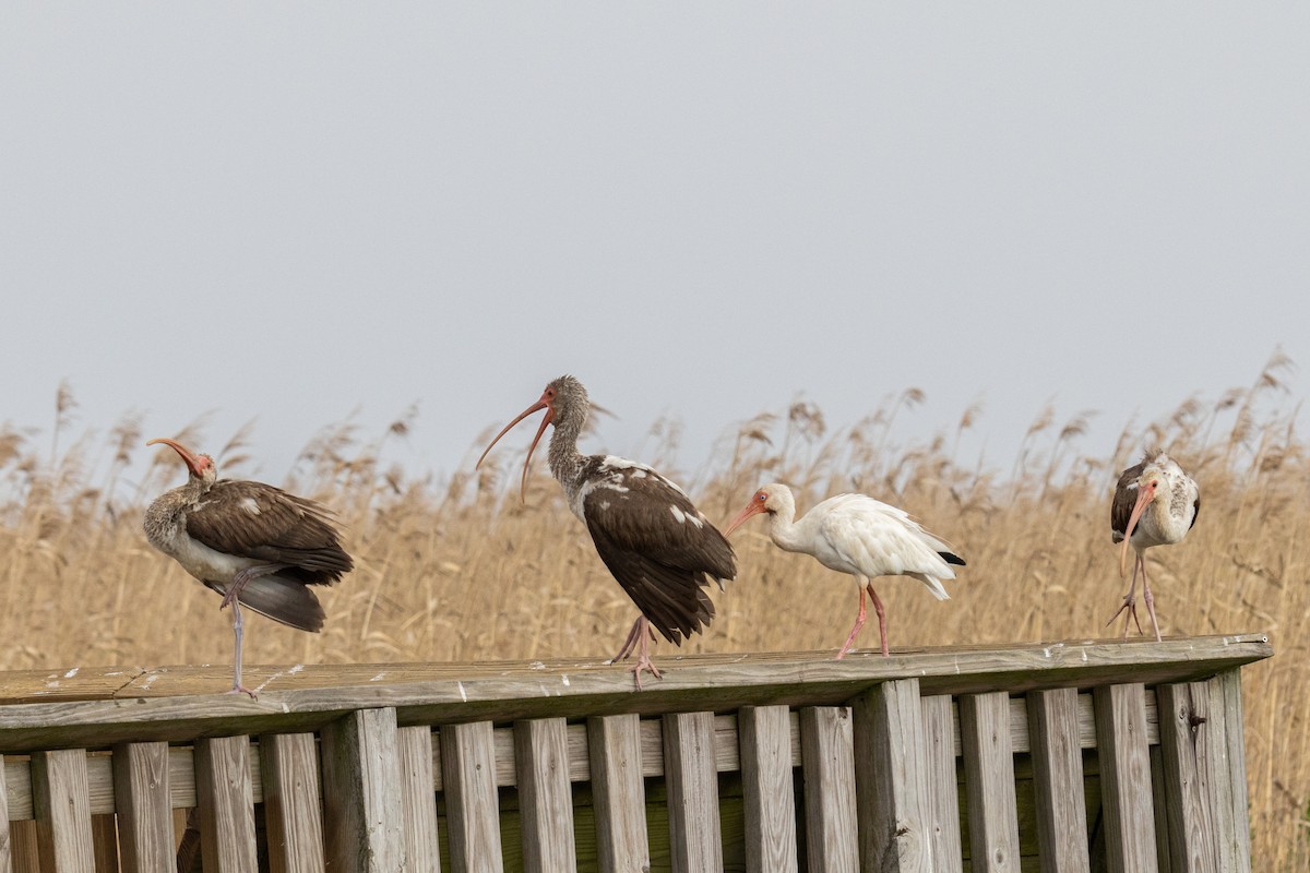 Белый ибис - ML646923444