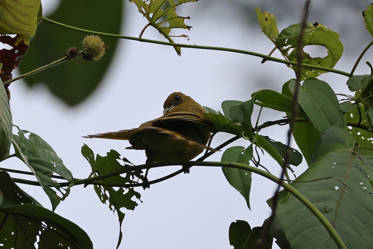 Оливник гальмагерський - ML646923445