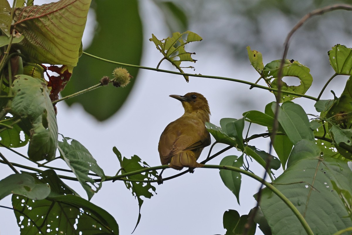 Оливник гальмагерський - ML646923446