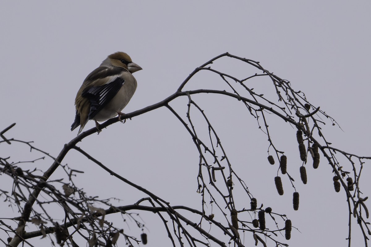 Hawfinch - ML646923454