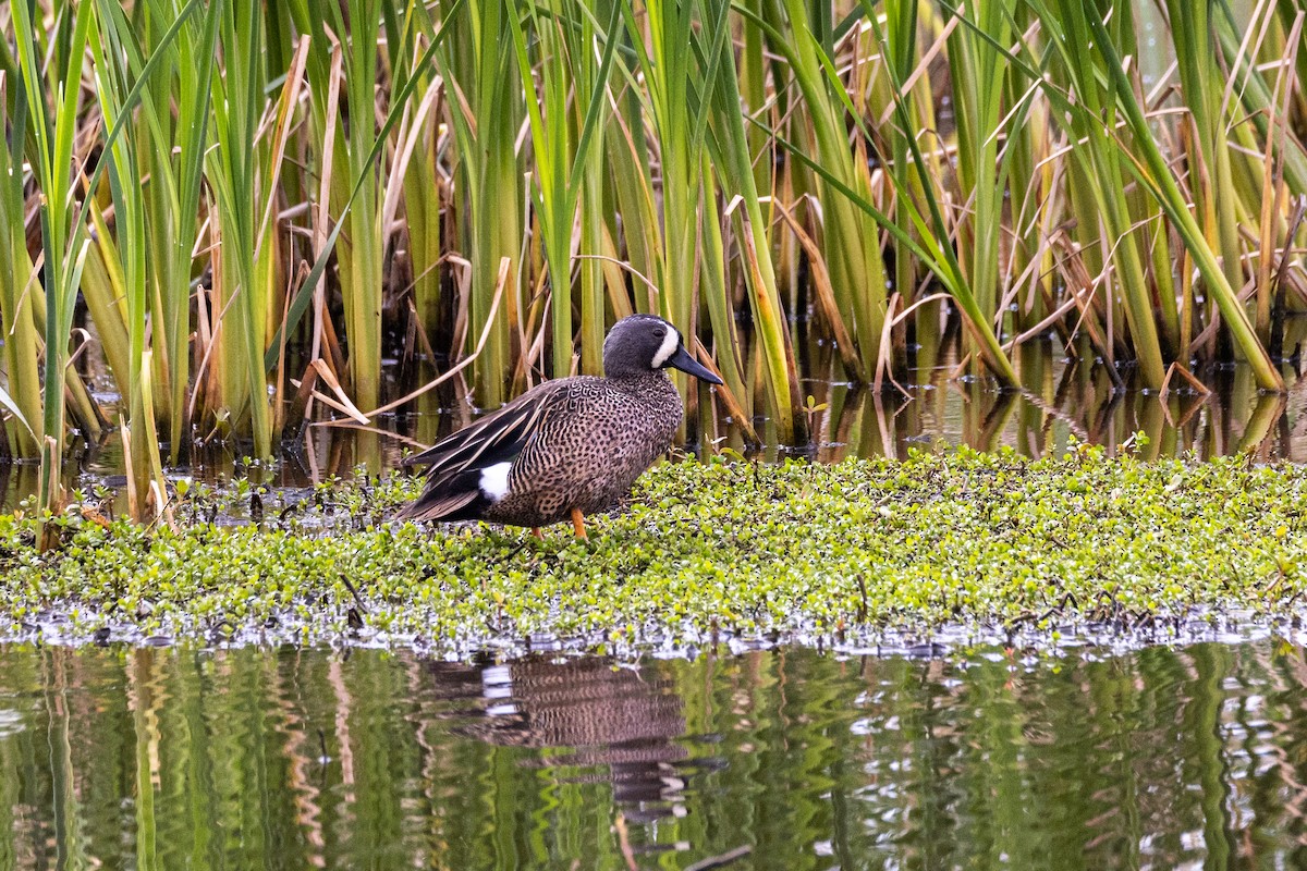 Синекрылый чирок - ML646923458