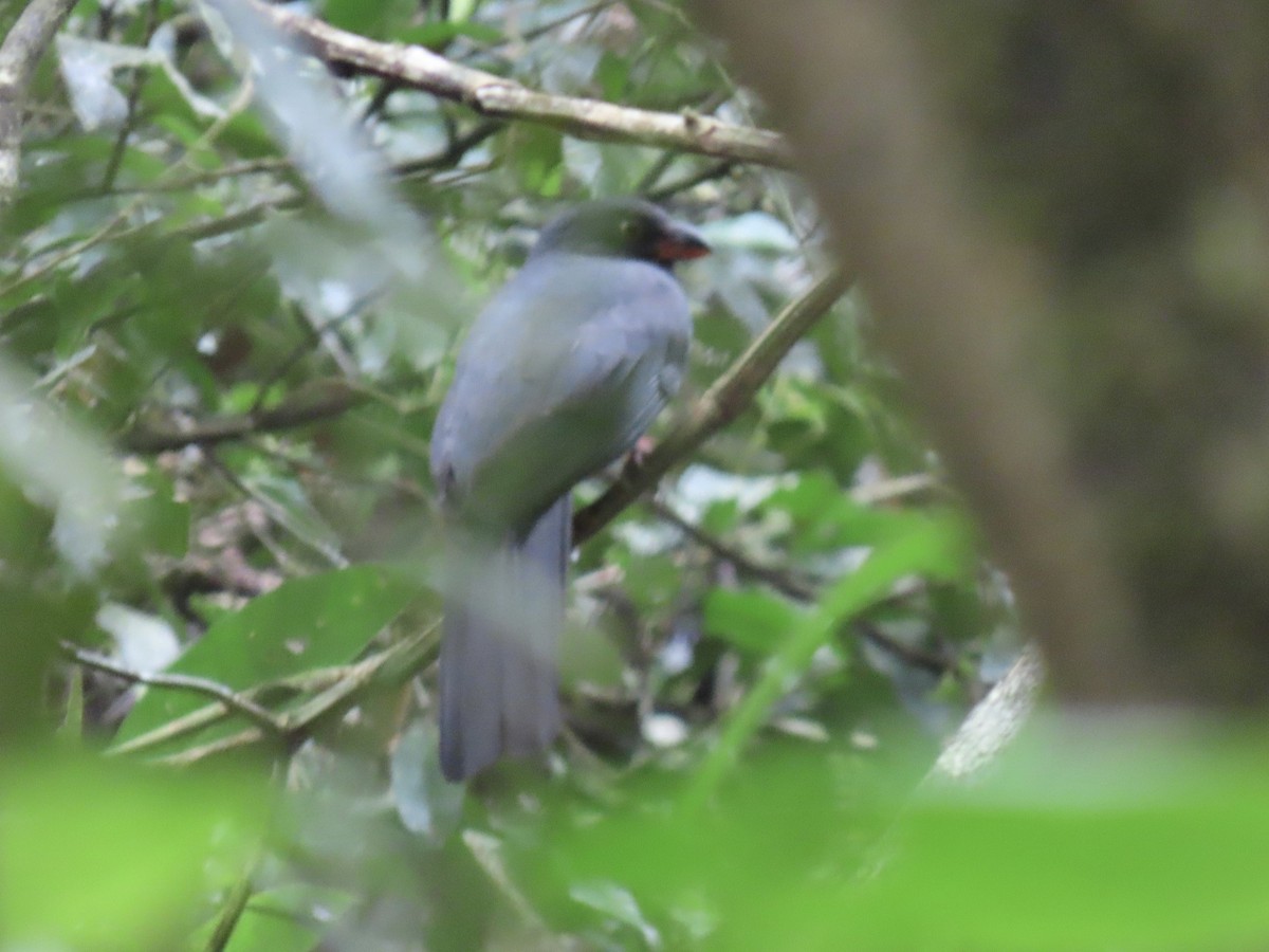 Slaty-tailed Trogon - ML646923460