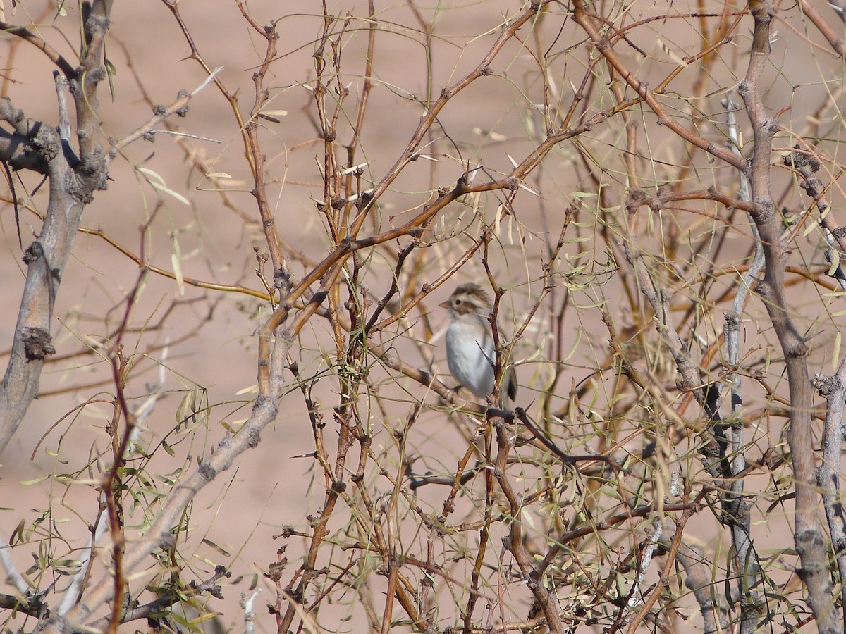 Clay-colored Sparrow - ML646923464